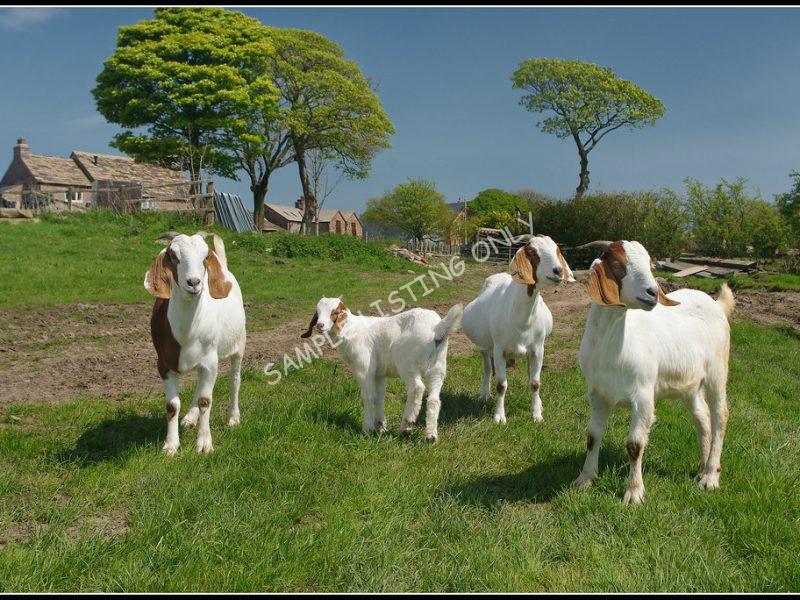 Mozambican Live Boer Goats
