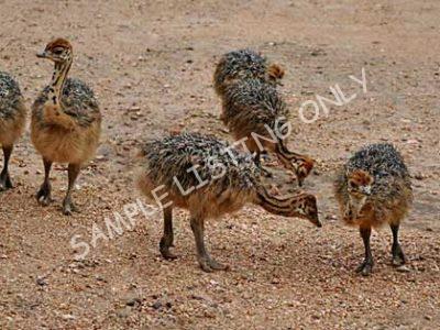 Mozambique Ostrich Chicks