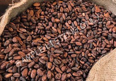 Mozambique Cocoa Beans