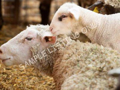Healthy Mozambique Sheep