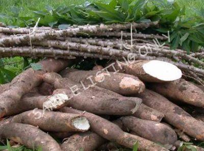 Fresh Mozambique Cassava