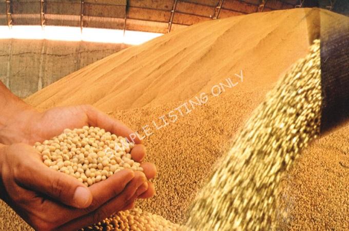 Fresh Dry Mozambique Soya Beans