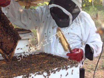 Sweet Mozambique Honey