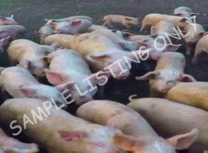 Mozambique Healthy Pigs