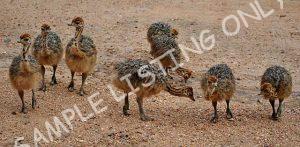 Mozambique Guinea Fowls